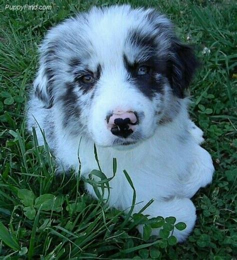 Australian Shepherd Aussie Dogs Funny Animal Pictures Beautiful Dogs