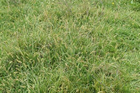 Yellow Bristle Grass Weed Control Bayer Crop Science New Zealand