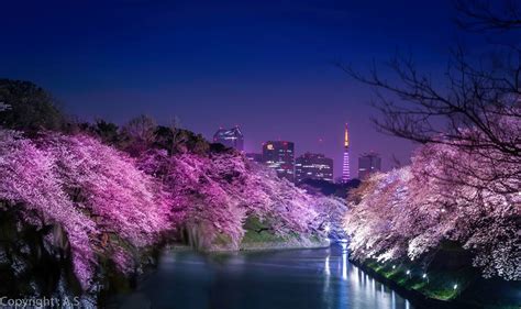 Fctokyos Photo 千鳥ヶ淵の夜桜 〜night Blossoms In Chidorigafuchi〜 ： 夜景空間彡