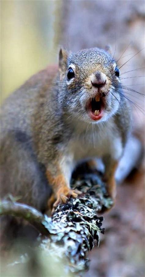 Air canada pets in the baggage compartment. Chatter Box - Red Squirrel, Algonquin Park, Canada ...