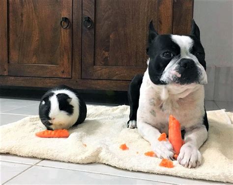 Twinning Guinea Pig And Dog With Identical Markings Are