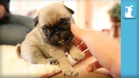 The Pug Puppy Compilation That Will Change Your Life Puppy Love Youtube