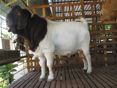 Largest Goat Breed In World Boer Goats Are Only Goats In The World