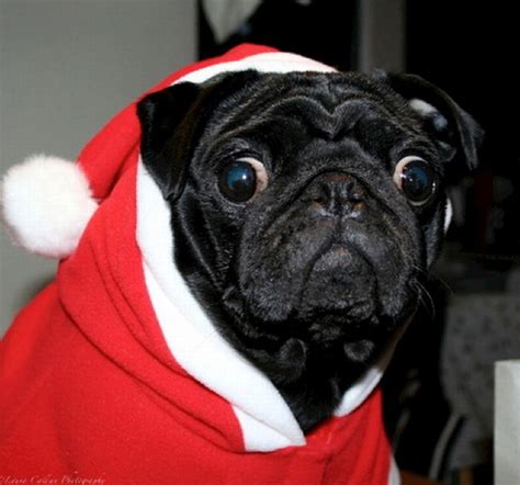 Christmas Pugs 45 Pics