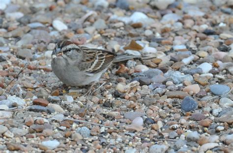 East Texas Birder On The Move More Birds Of My Backyard