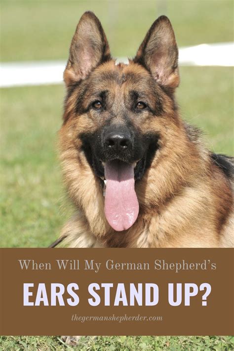 Are you wondering when your belgian malinois' ears should stand up, what you can do to help, and what you should do if they're not up on time? 33 Best Photos German Shepherd Puppy Ears Stand Up - When Do German Shepherd S Ears Stand Up How ...