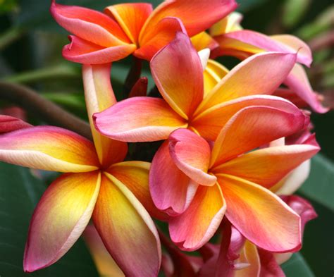 Hawaiian Tropical Flowers And Plants