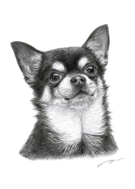 Chihuahua Pencil Drawing 2 Drawing By Danguole Serstinskaja