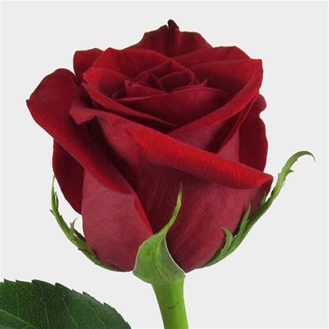 Rose Freedom Red 50 Cm Wholesale Blooms By The Box
