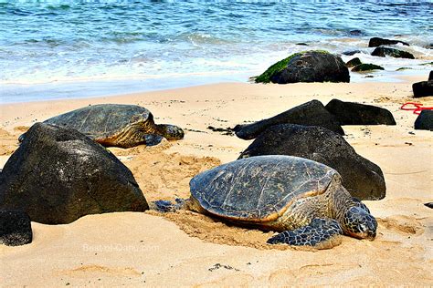 Laniakea Praia Mais Conhecida Como Tartaruga Praia Na Costa Norte Lima