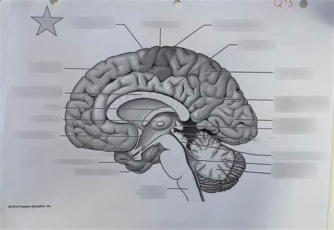 Brain Saggital Slice Diagram Diagram Quizlet