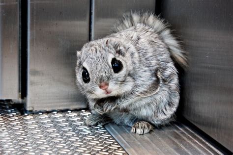 A Siberian Flying Squirrel In An Elevator Aww