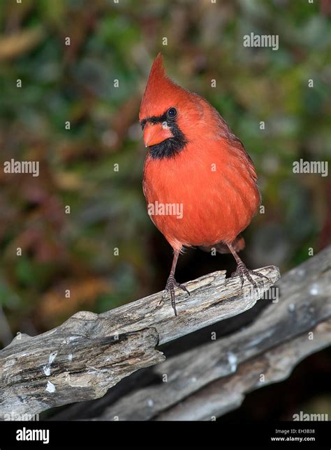 Northern Cardinal Cardinalis Cardinalis Redbird Passeriformes