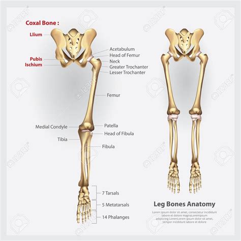 Human Skeletal Leg Anatomy