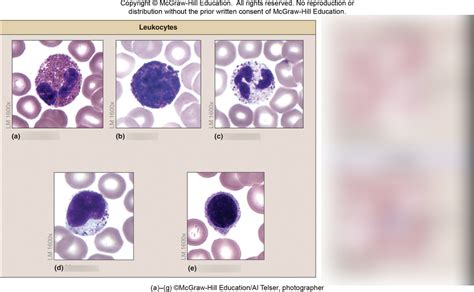 Leukocyte Labeling Histology Diagram Quizlet