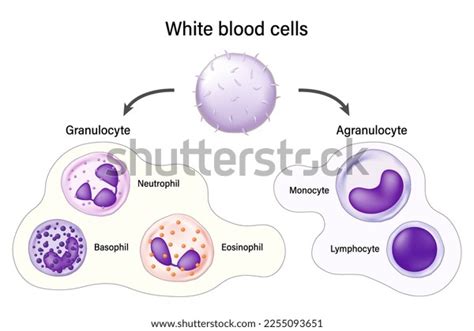 White Blood Cells Granulocyte Agranulocyte Basophil Stock Vector