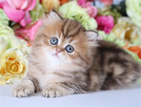 Teacup cats and munchkins have been bred to be smaller than usual. Unrealistic Expectations | Micro Persians?? Are they Real ...