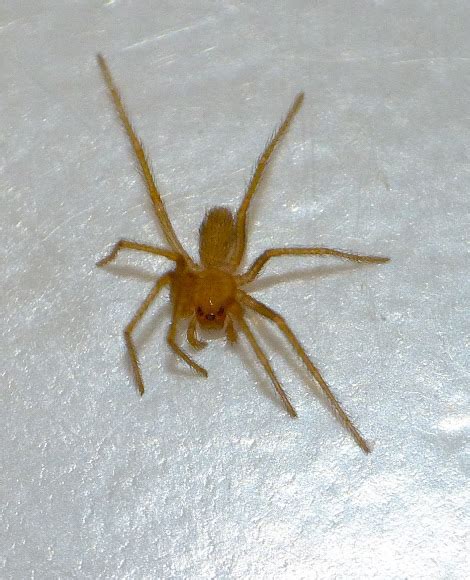 Brown Recluse Immature Project Noah