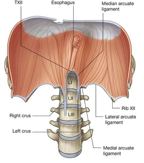 The diaphragm is the main muscle of breathing, responsible for inspiration. AN2 12: Peritoneal Cavity and Abdominal Organs, Part 2 ...