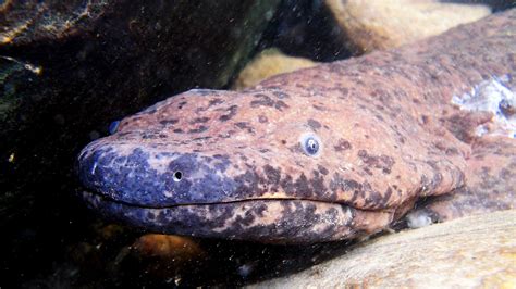 Chinese Giant Salamander An Endangered Species