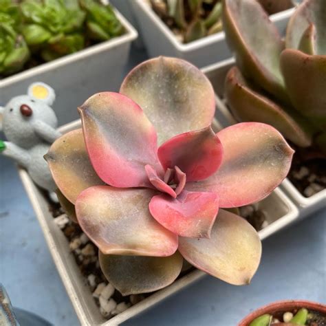 Echeveria Rainbow Echeveria Succulents Plants