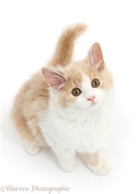 However, this depends on how active your cat is, and use our cat years calculator to convert their age. Ginger-and-white Siberian kitten, 16 weeks old photo WP40195