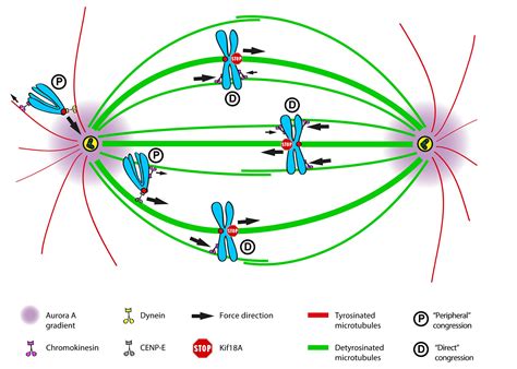 Biology Free Full Text Mechanisms Of Chromosome Congression During