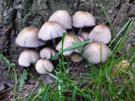 Mushroom Id Wisconsin Mushroom Hunting And Identification Shroomery