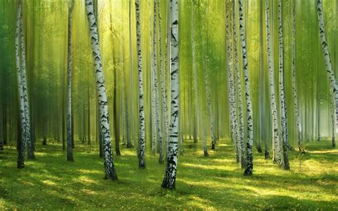 Download Grass Sunlight Forest Nature Birch Hd Wallpaper