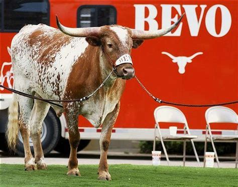 Texas Famed Mascot Bevo Xiv Has Died