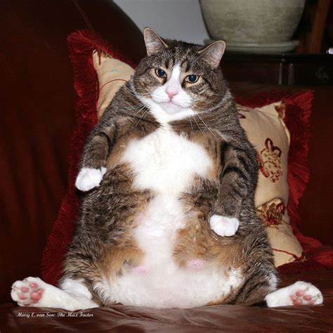 Image Fat Cat In A Hat Recipes Wiki Fandom