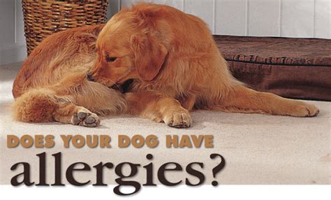 Dog Allergies Pets World