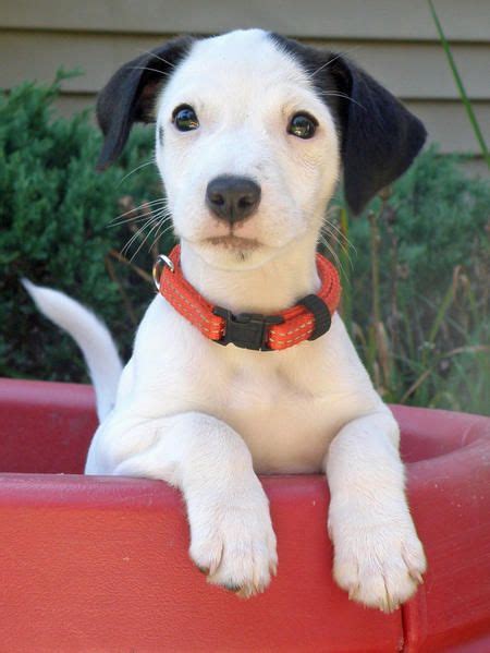 What A Cute Jack Russel Puppy Puppies And Kitties Baby Puppies Cute