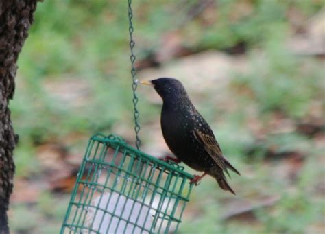 Black Bird With Yellow Bill Central Texas 78070 Help Me Identify A