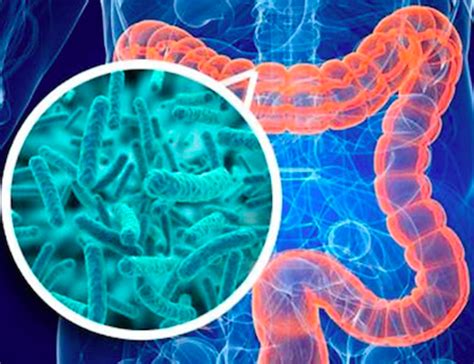 The Hot Topic Our Gut Microbiome