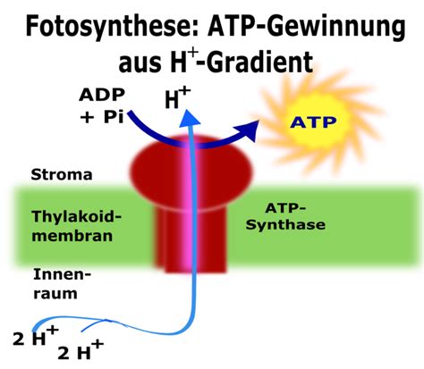 Atp synthase is a protein that catalyzes the formation of the energy storage molecule adenosine triphosphate (atp) using adenosine diphosphate (adp) and inorganic phosphate (pi). ATP-Synthase - Stoffwechsel - Abitur-Vorbereitung