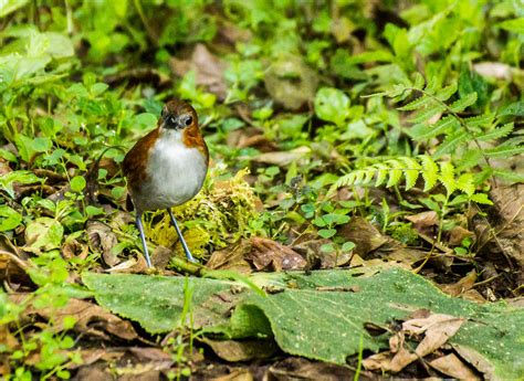 White Bellied Antpitta This Fellow Also Came Into An Earth Flickr