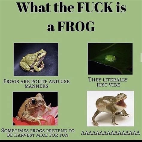 34 Fantastic Frog Memes For Amphibian Enthusiasts Funny Frogs Frog