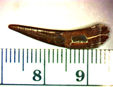 Pterosaur Tooth Fossil Id The Fossil Forum