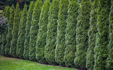 Pin By Patient Phoenix On Property Line Trees And Fences Fast Growing