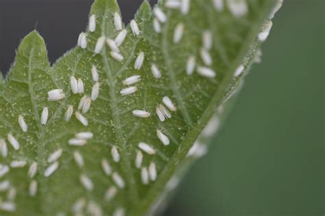 How To Get Rid Of Whiteflies In Vegetable Garden Garden Likes