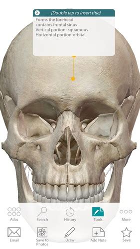 8 Cranial Bones 14 Facial Bones Flashcards Quizlet
