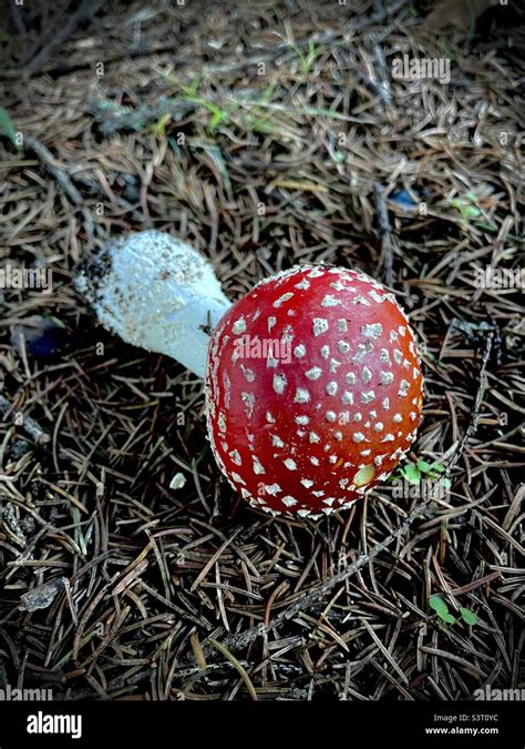 A Mushroom Straight Out Of A Fairytale Stock Photo Alamy