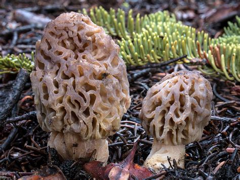 California Fungi: Morchella snyderi