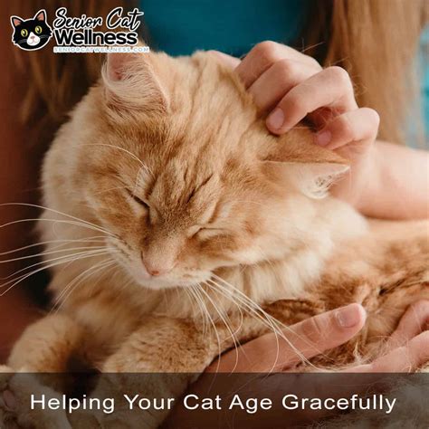 Senior Cat Wellness Helping Your Cat Age Gracefully