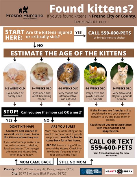 I Found Kittens What Do I Do — Fresno Humane Animal Services