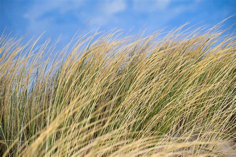 Sea Grass North Free Photo On Pixabay Pixabay