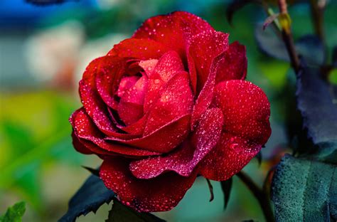 Dew Drop Flower Red Flower Red Rose Rose Wallpaper Resolution