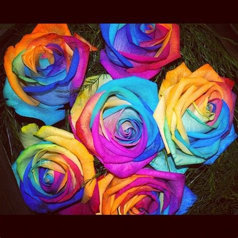 Rainbow Roses Split Stem Into 4 Leave In Different Dye Pots 24 48