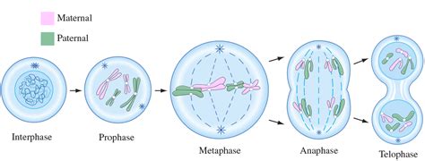 Mitosis Process And Different Stages Of Mitosis In Cell Division